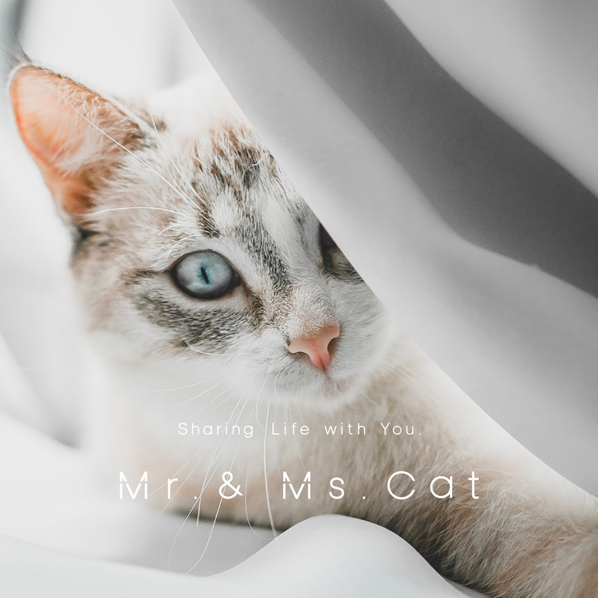 BRAND STORY　|　Mr. & Ms. Cat 3人の創業メンバー
